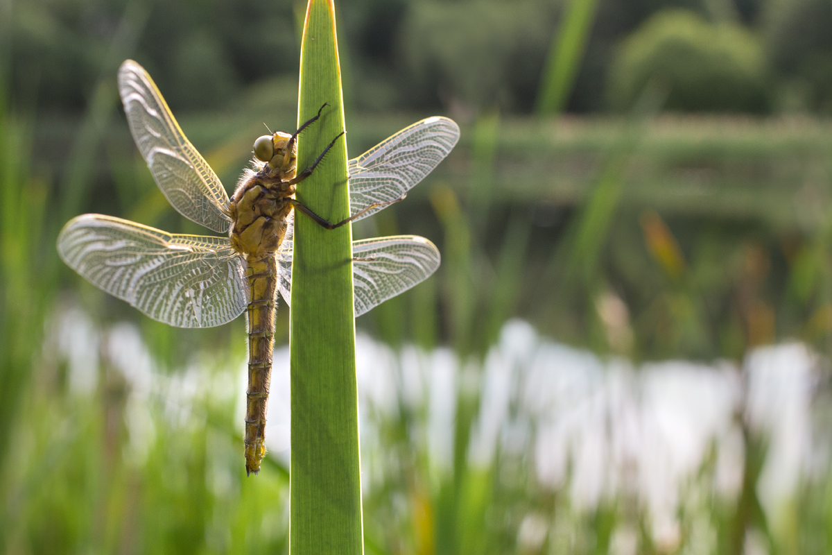 Black-Tailed Skimmer female 4